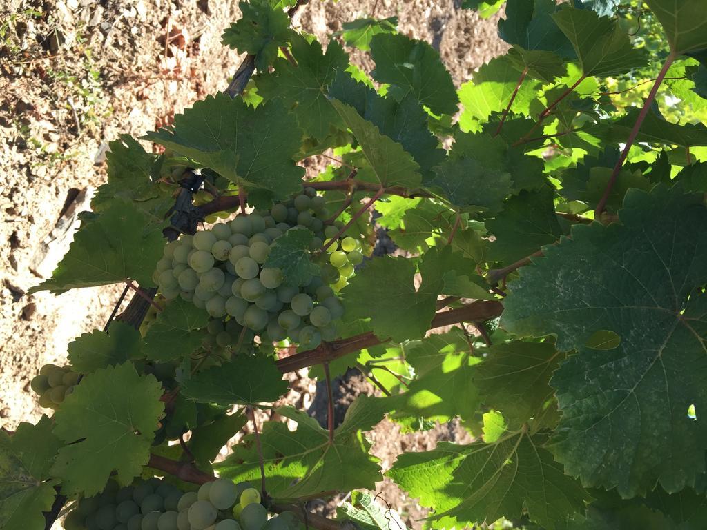 ProvesendeQuinta Dos Espinheiros别墅 客房 照片