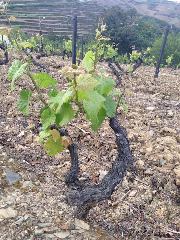 ProvesendeQuinta Dos Espinheiros别墅 客房 照片