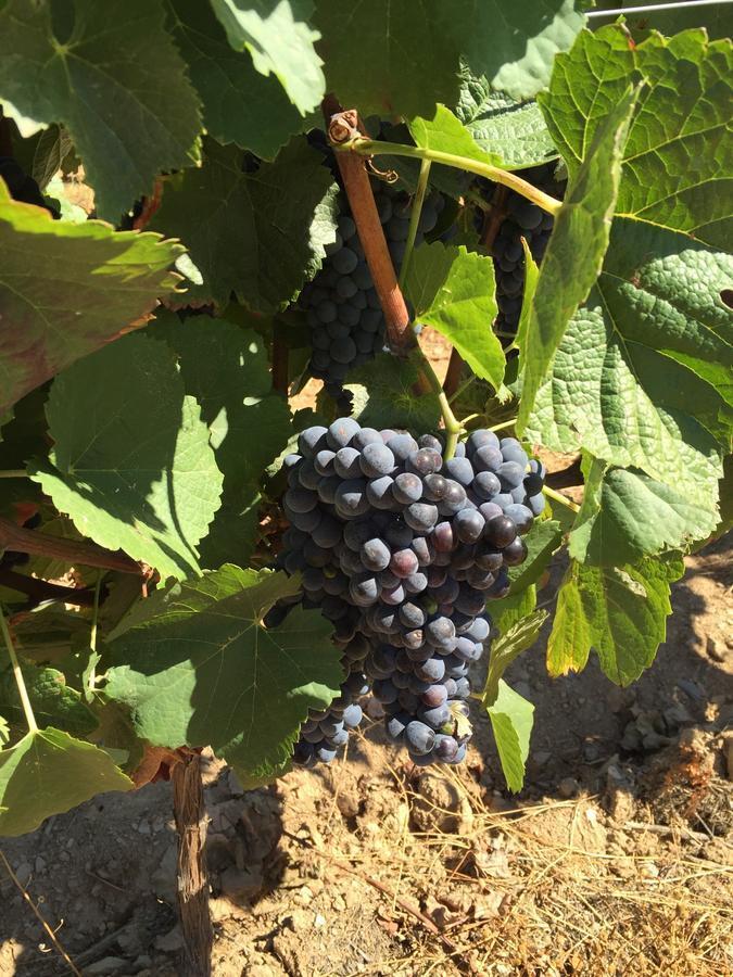 ProvesendeQuinta Dos Espinheiros别墅 客房 照片